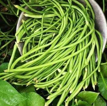 Pole Bean Seeds for Planting