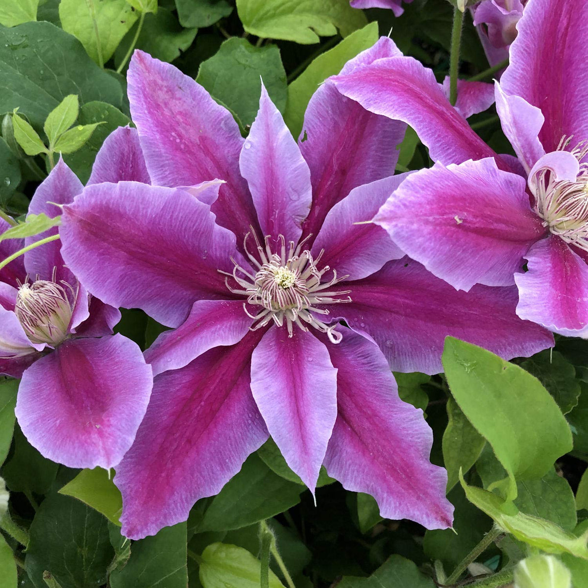 Clematis Flower Seeds | Floride Clematis Climbing Vine – Heirloom, Non-GMO, High Germination Organic Garden Seeds