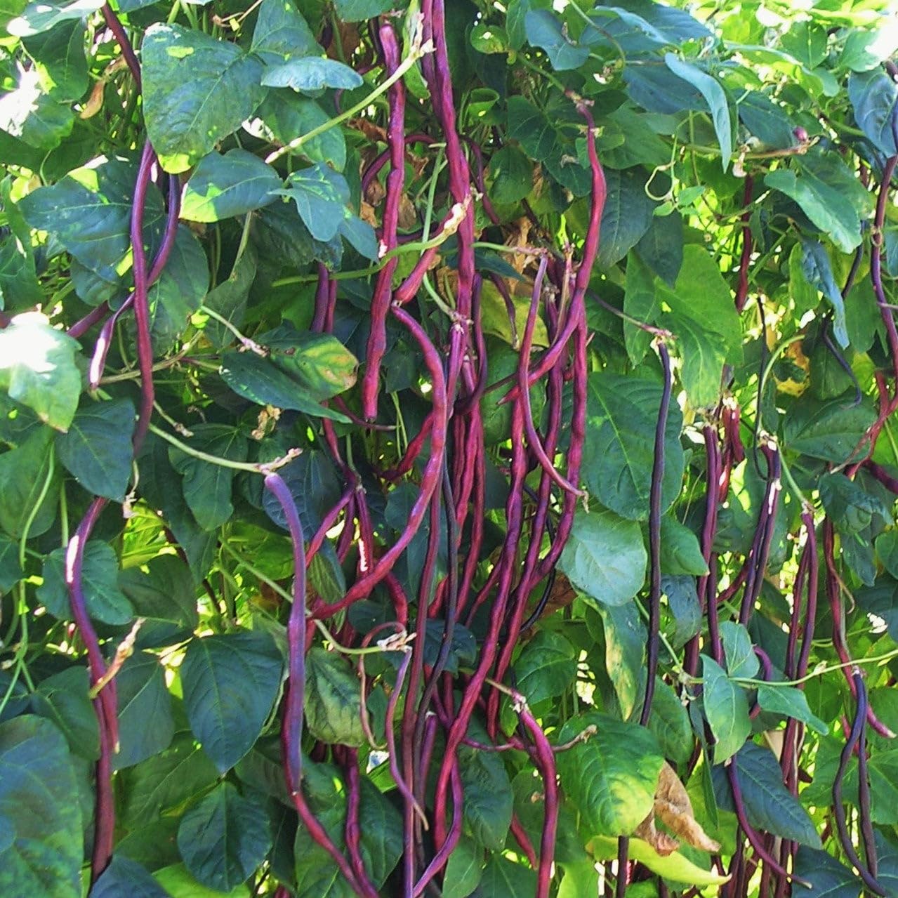 Maroon Yardlong Bean Vegetable Seeds for Planting, heirloom & Non-GMO Seeds