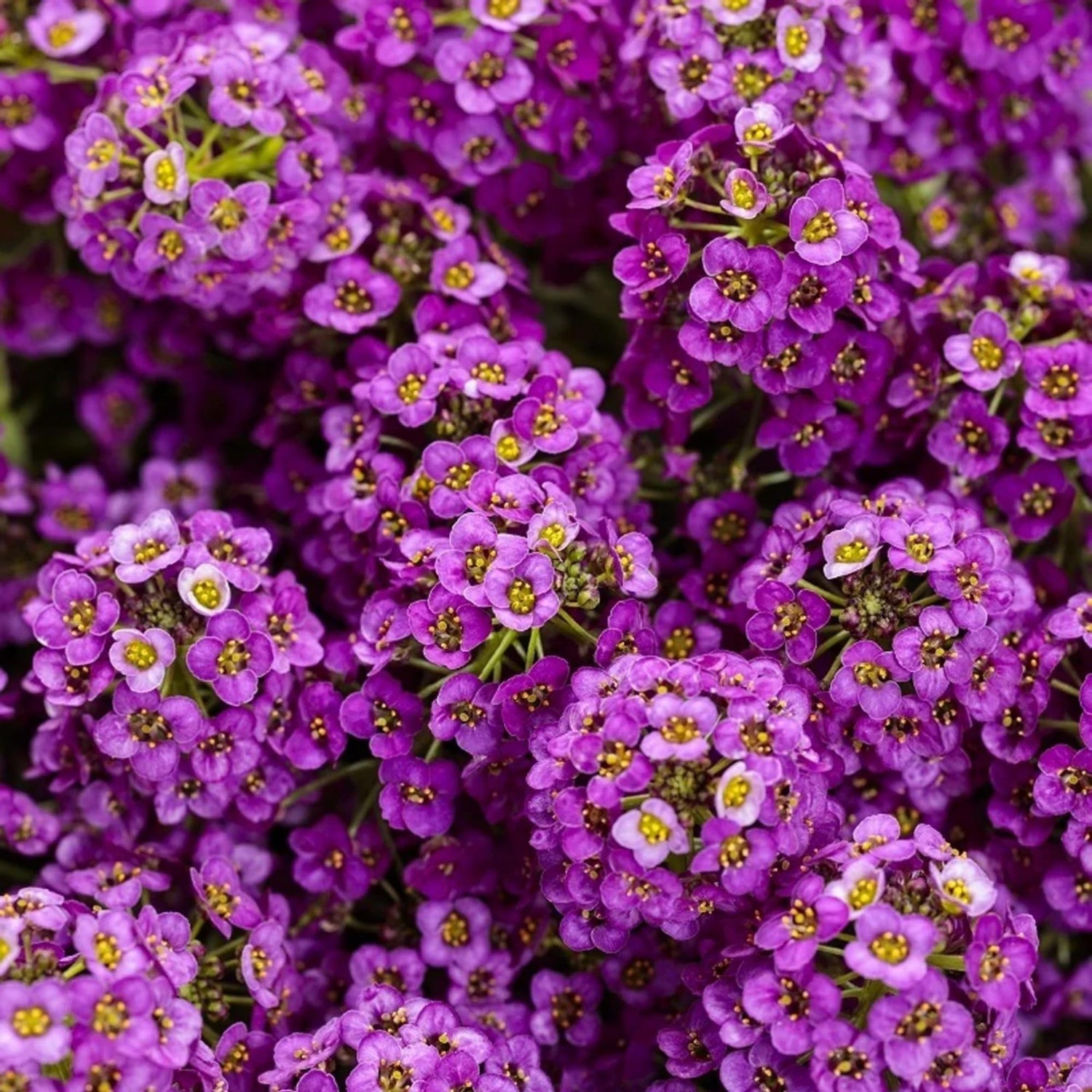 Alyssum Seeds Oriental Nights Purple Fragrant Flower – Heirloom, Non-GMO, High Germination Organic Garden Seeds