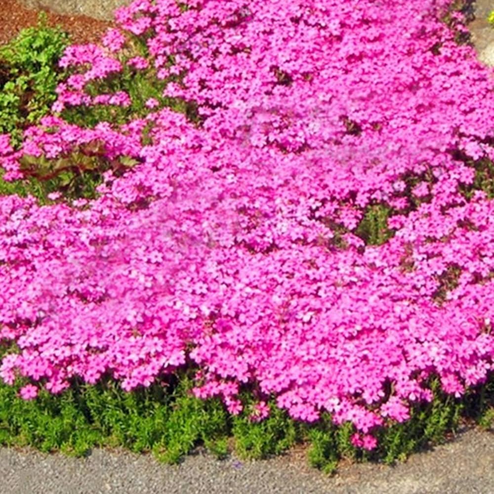 Creeping Thyme or Blue Rock Cress Seeds Seeds Groundcover Flowers