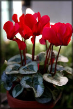 Red Cyclamen Flower Planting Seeds for Garden NON GMO Seeds Dhara Seeds