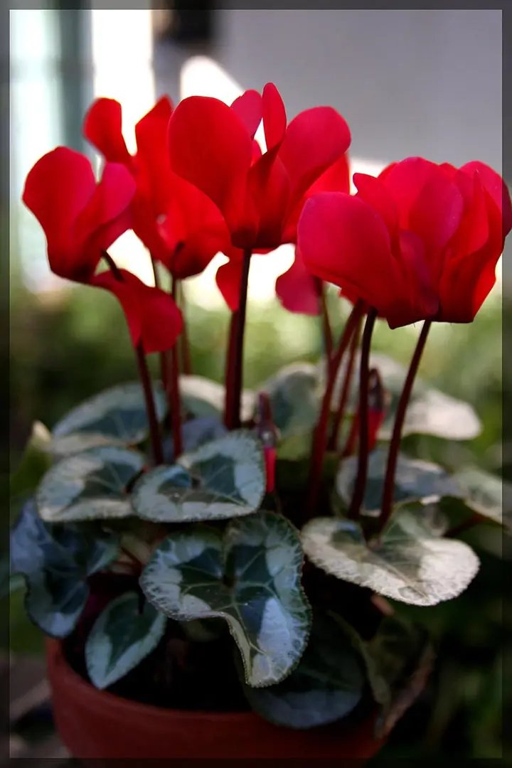 Red Cyclamen Flower Planting Seeds for Garden NON GMO Seeds Dhara Seeds