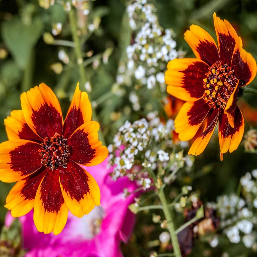 Cosmidium Brunette Seeds Cosmidium Burridgeanum Annual Flowers + Seeds