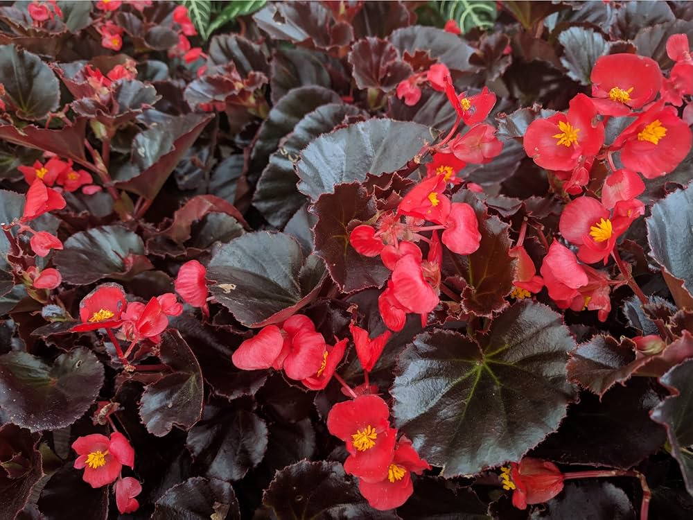 Begonia semperflorens Red flower seeds for planting in containers or shaded garden areas