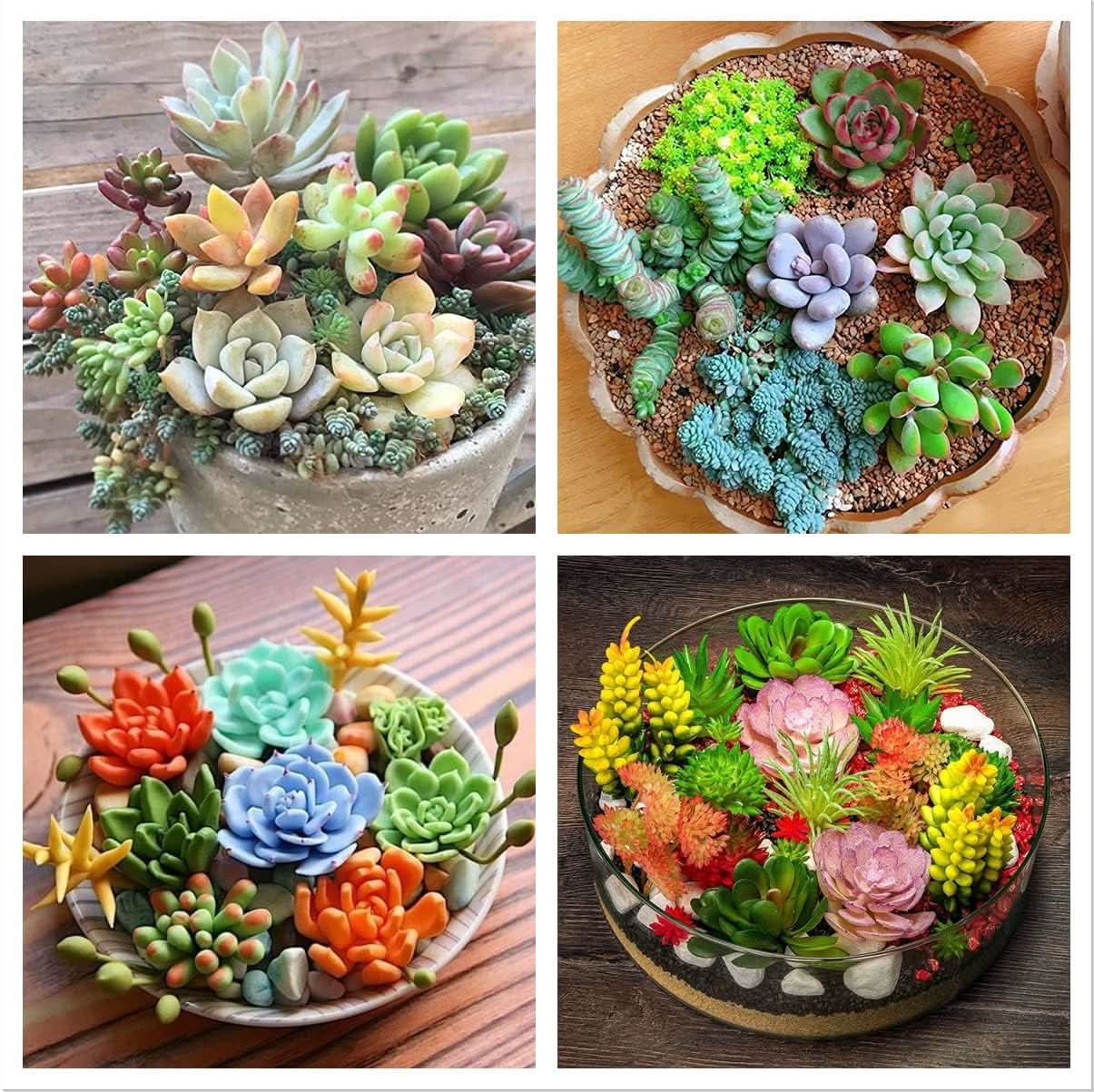 Succulent Mixed Variety Seeds for Indoor and Home Garden Plants