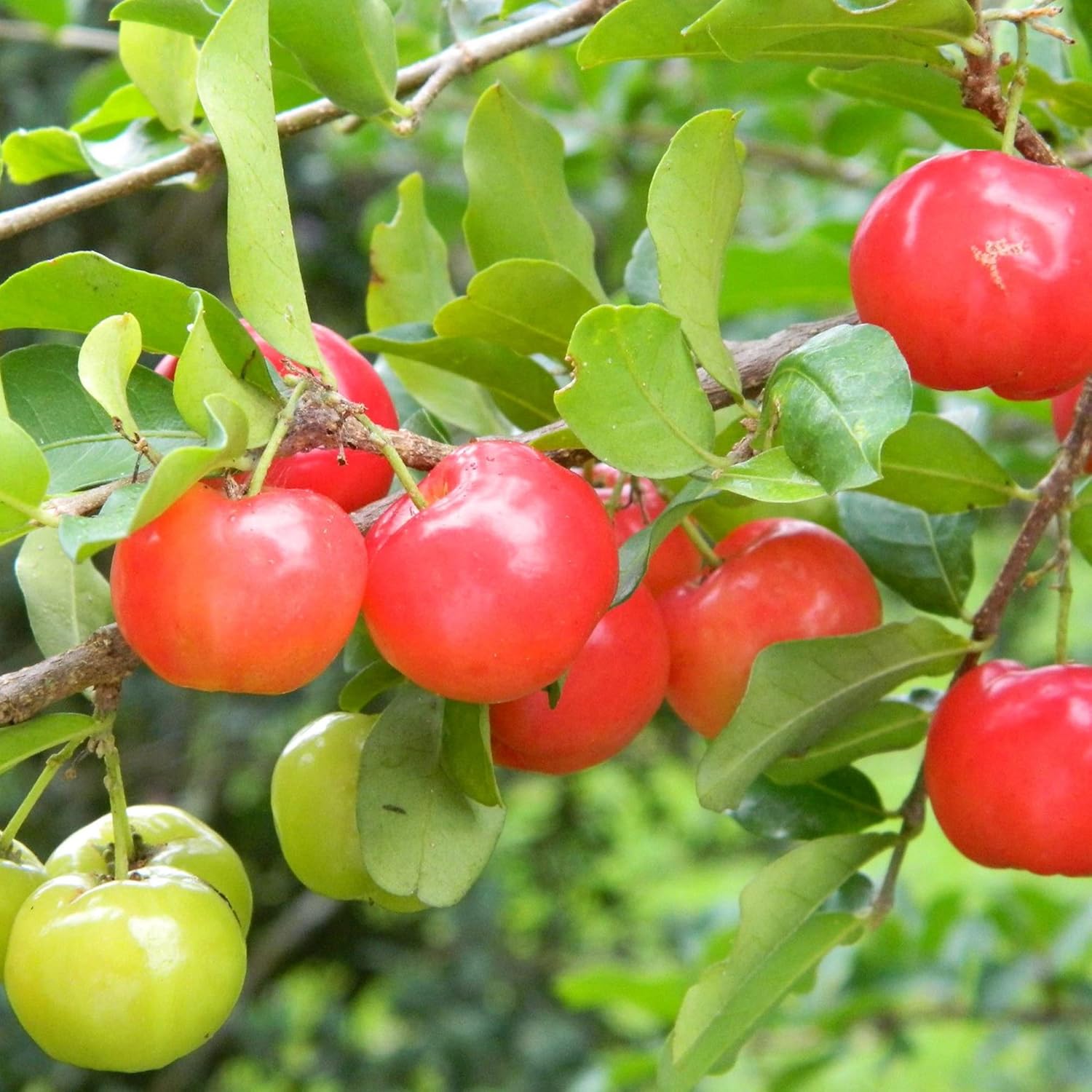 Barbados Cherry Seeds