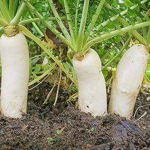 Radish Raphanus Sativus Giant White Mino Early Vegetable Seeds for Planting – Japanese Radish for Backyard and Culinary Use