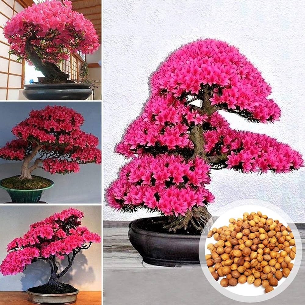 Cherry Blossom Prunus Serrulata Mini Japanese Sakura Bonsai Flower Seeds for Planting – Perfect for Indoor and Patio Use