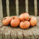 Australian Brown Onion – Allium cepa – for planting in home vegetable patch