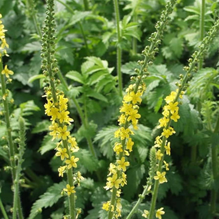 Agrimony Seeds for Planting Agrimonia eupatoria for wildflower meadows and herb gardens