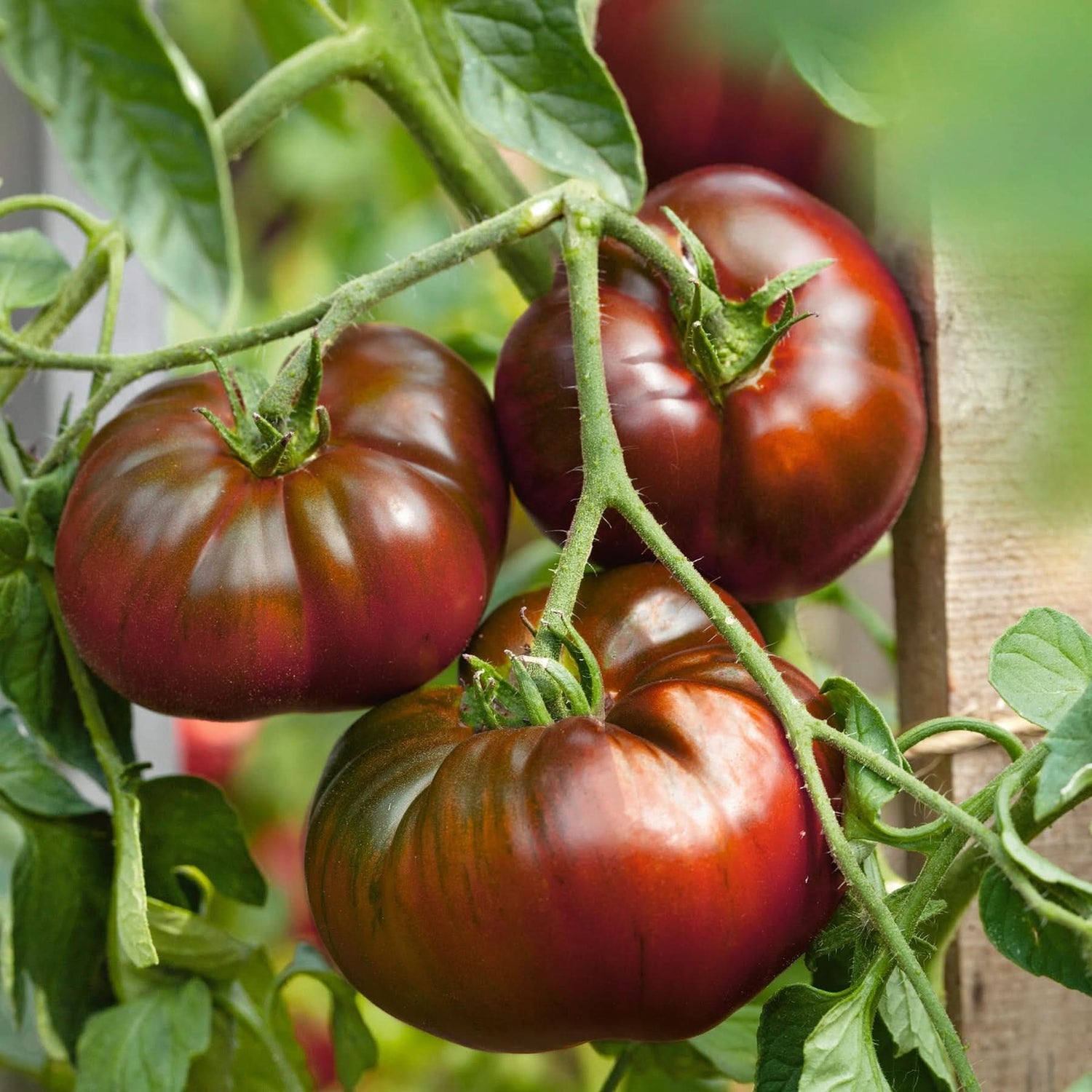 Paul Robeson Tomato Solanum lycopersicum for planting in urban garden