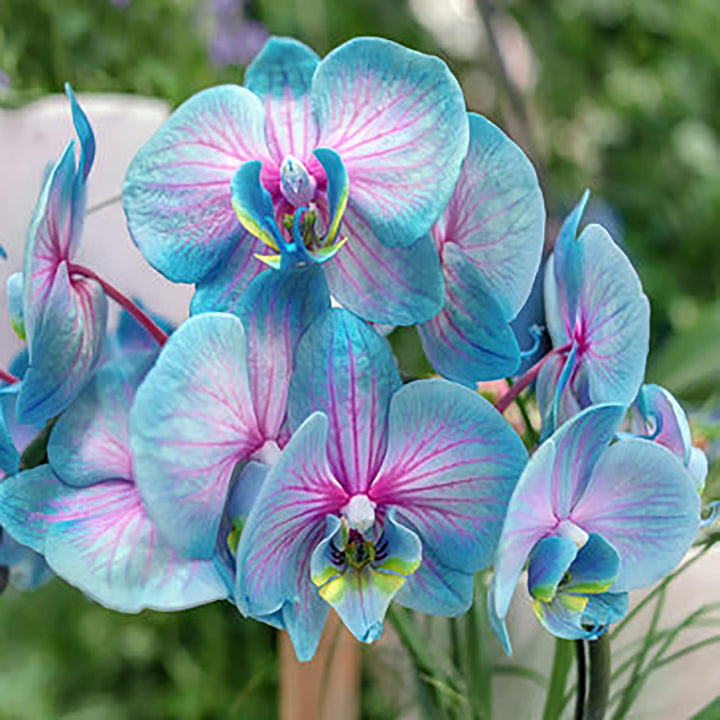 Blue Pink Butterfly Orchid Flower Seeds for Planting – Heirloom, NON-GMO, Easy to Grow Garden Blooms
