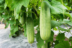Sorvanets F1 Cucumber Seeds hybrid vegetable