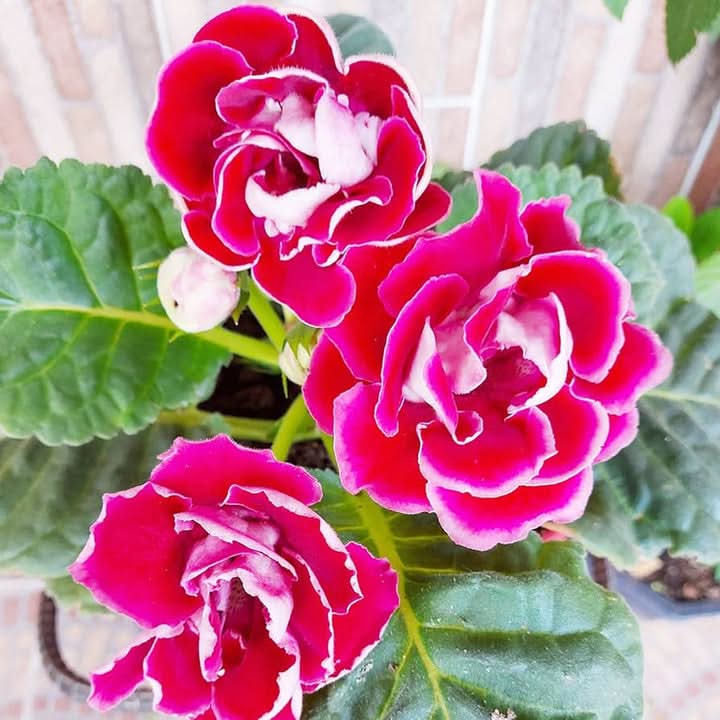 Sinningia Pink white Gloxinia Flower Seeds for Planting – Tropical Blooming Garden Seeds