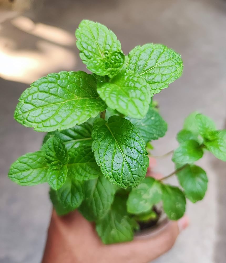 Mint Mentha Vegetable Seeds for Planting
