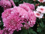 Crucianella Flower Seeds for Planting, Pink Variety, 100 pcs for planting in your garden.