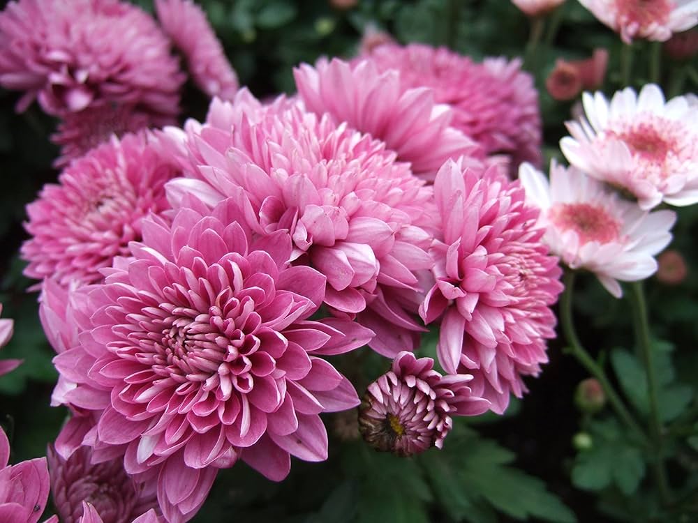 Crucianella Flower Seeds for Planting, Pink Variety, 100 pcs for planting in your garden.