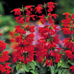 Lady in Red Hummingbird Salvia Perennial Flower Seeds