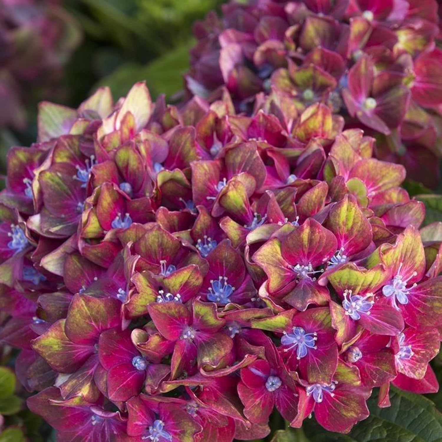 Pistachio Hydrangea Seeds