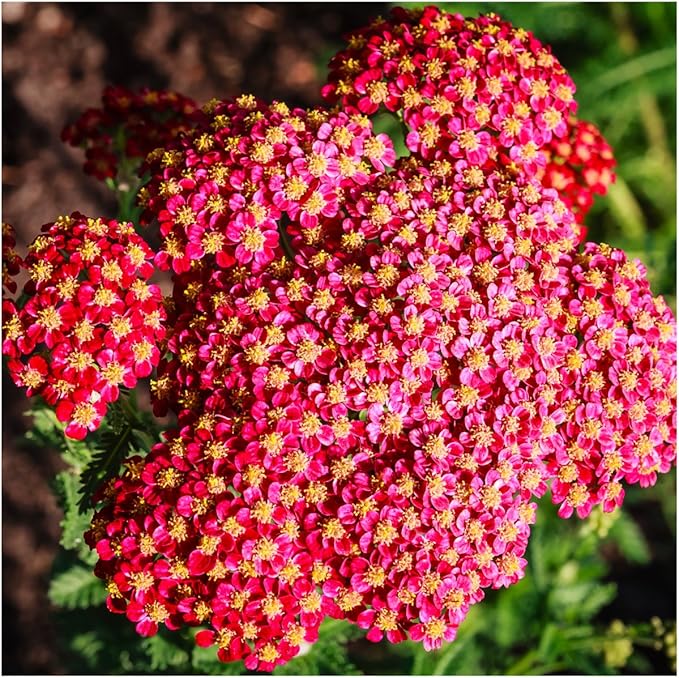 Yarrow Achillea Millefolium Rubra Flower Seeds for Planting