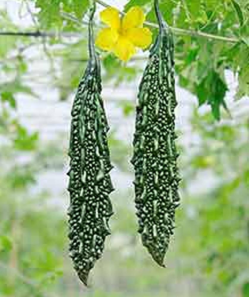 Chinese Bitter Gourd Seeds for Planting Momordica Charantia vegetable garden tropical patch