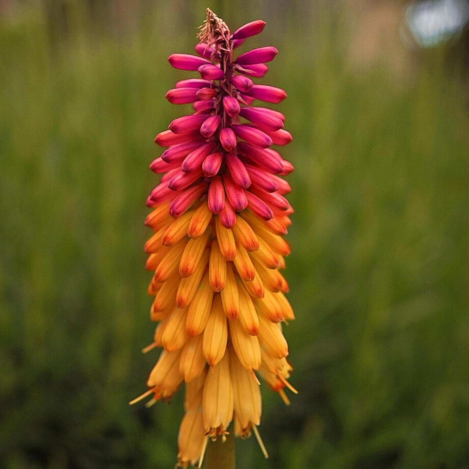 Orange Purple Hot Poker Plant Seeds