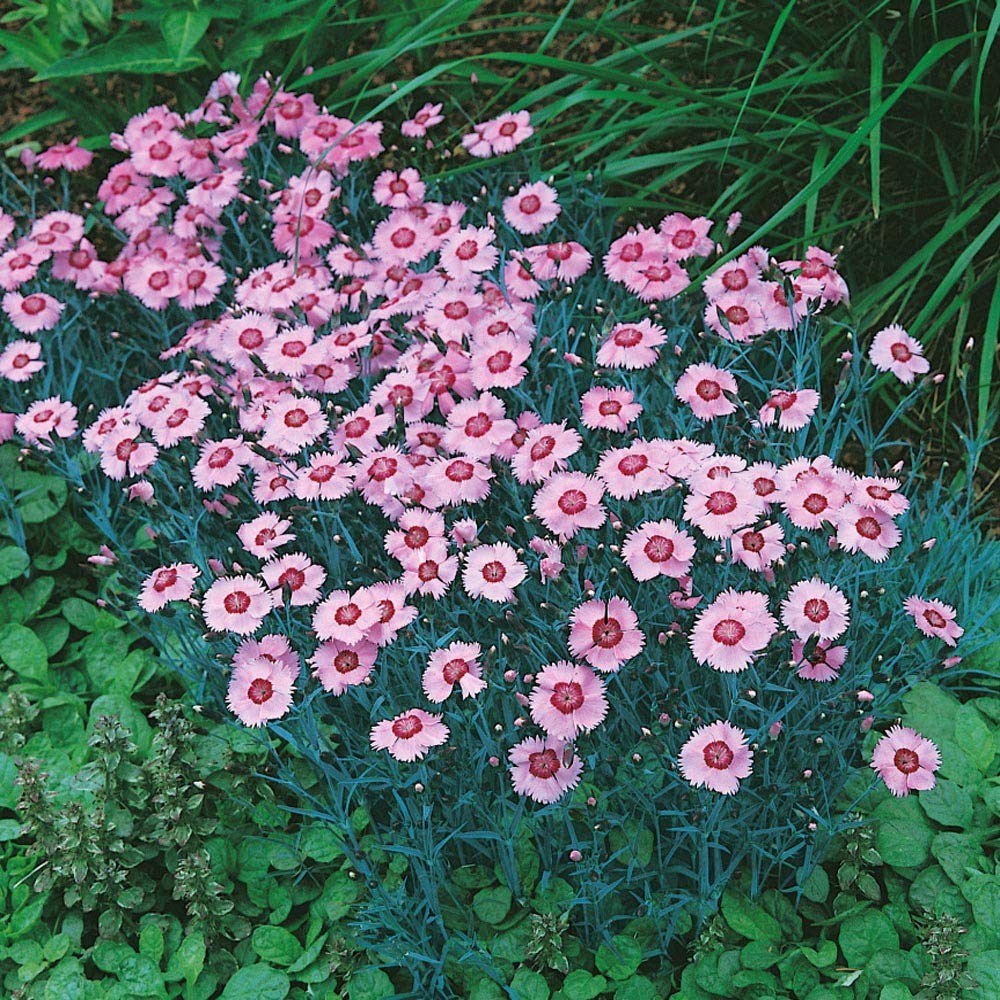 Dianthus Alwood Pink hardy flower seeds