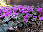 Cyclamen Coum winter flowers pink and cerise