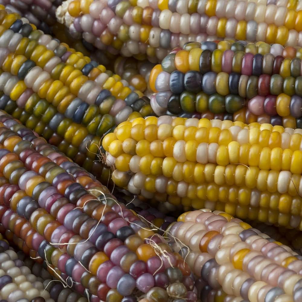 Glass Gem Corn Zea mays vegetable seeds for planting in kitchen garden and raised beds