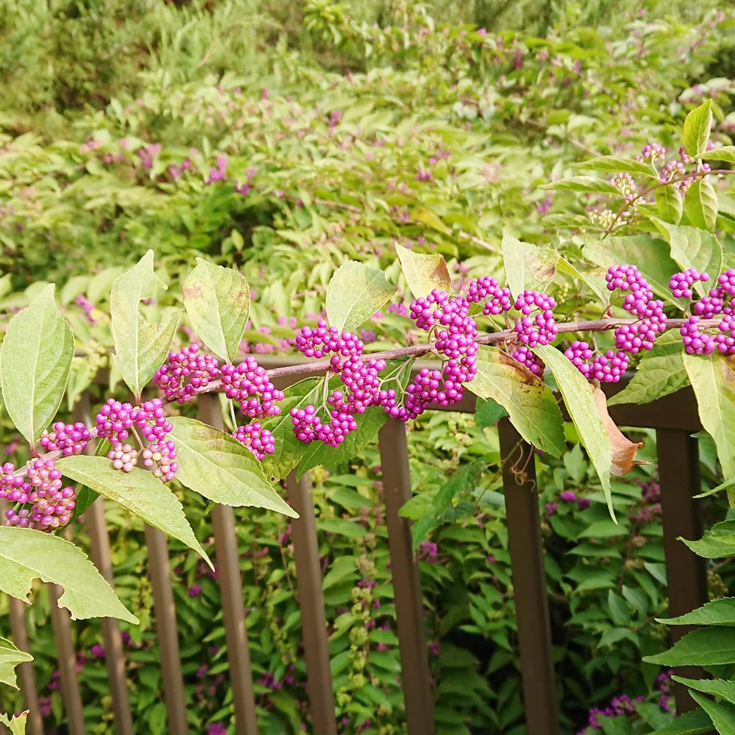 American Beautyberry Seeds