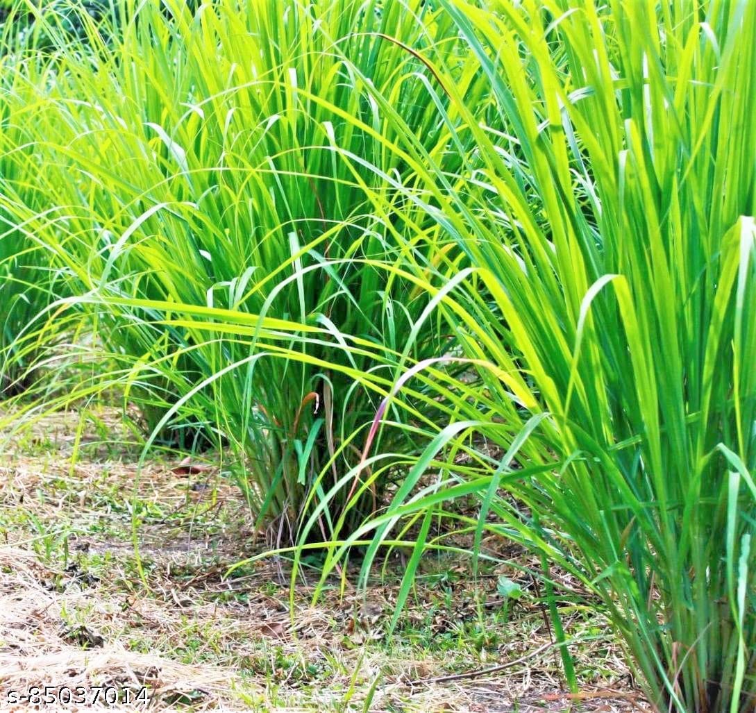 Lemongrass Seeds for Herb Gardens and Fresh Flavorful Growth – Fresh Herb for Your Garden