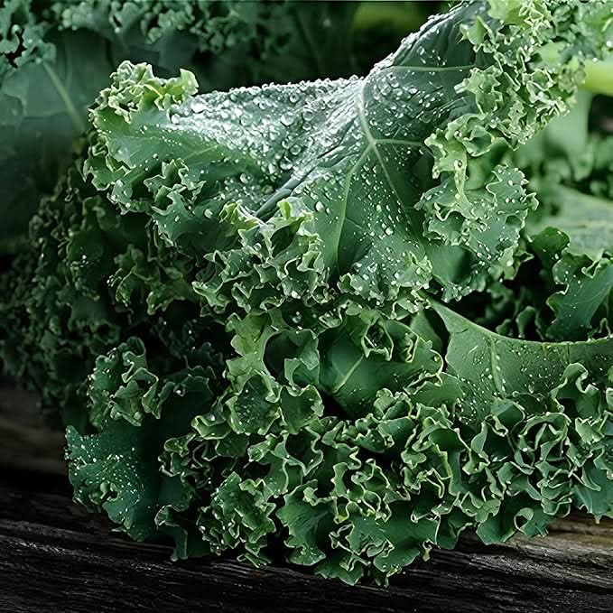 Vates Kale Blue Kale Plant Seeds