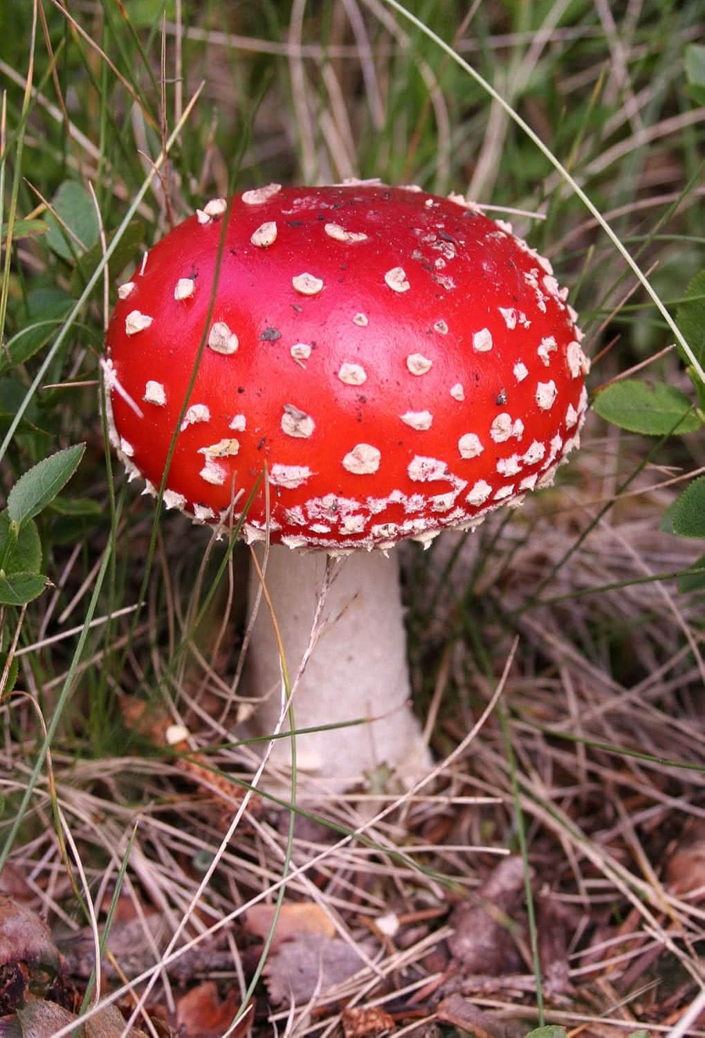 Red White Mushroom Seeds for Planting - Heirloom & Non-GMO Seeds