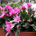 Schlumbergera Flower Seeds Light Pink for Planting, NON GMO Seeds Dhara Seeds