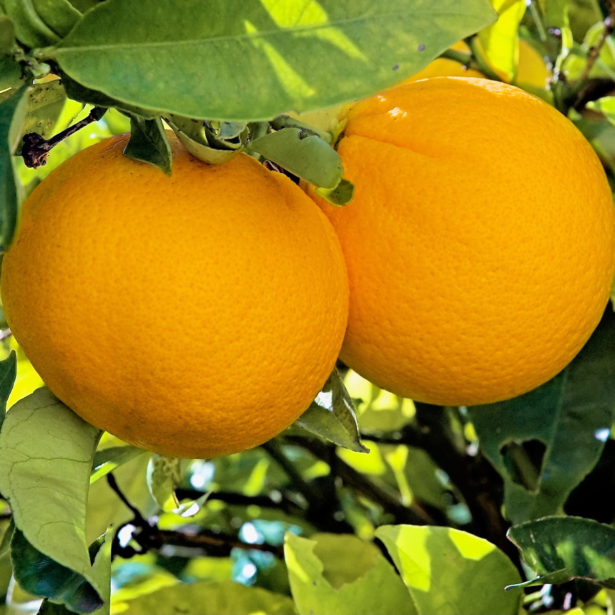 Dwarf Washington Navel Orange – citrus tree for planting in indoor or outdoor garden