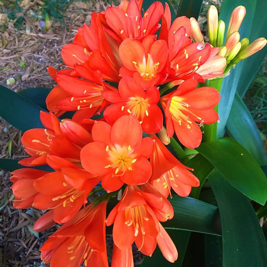 Clivia Seeds for Planting Clivia Miniata indoor garden shady flower bed
