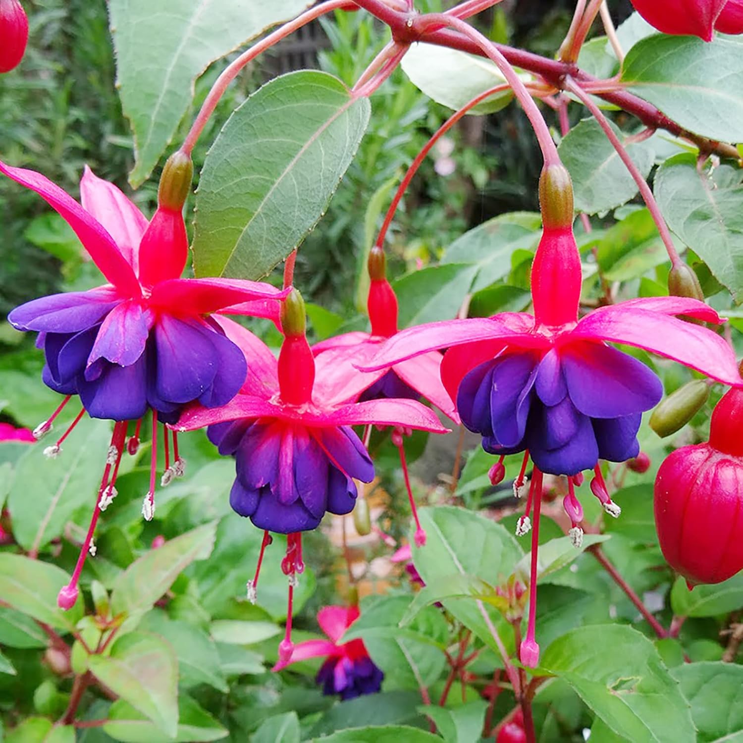 Fuchsia Dark Eyes Seeds