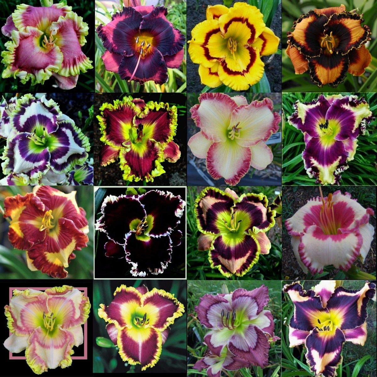 Daylily Hemerocallis Taglilie Flowering Seeds For Planting in home garden or backyard landscaping