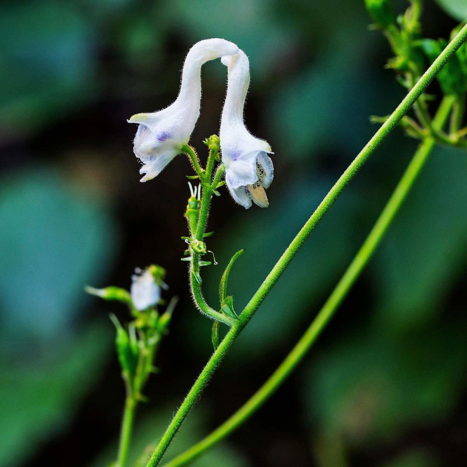Swan Flower Rare White  Flowering Seeds For Planting and Home Garden