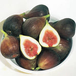 Fig tree seeds for planting large sweet fruits in garden