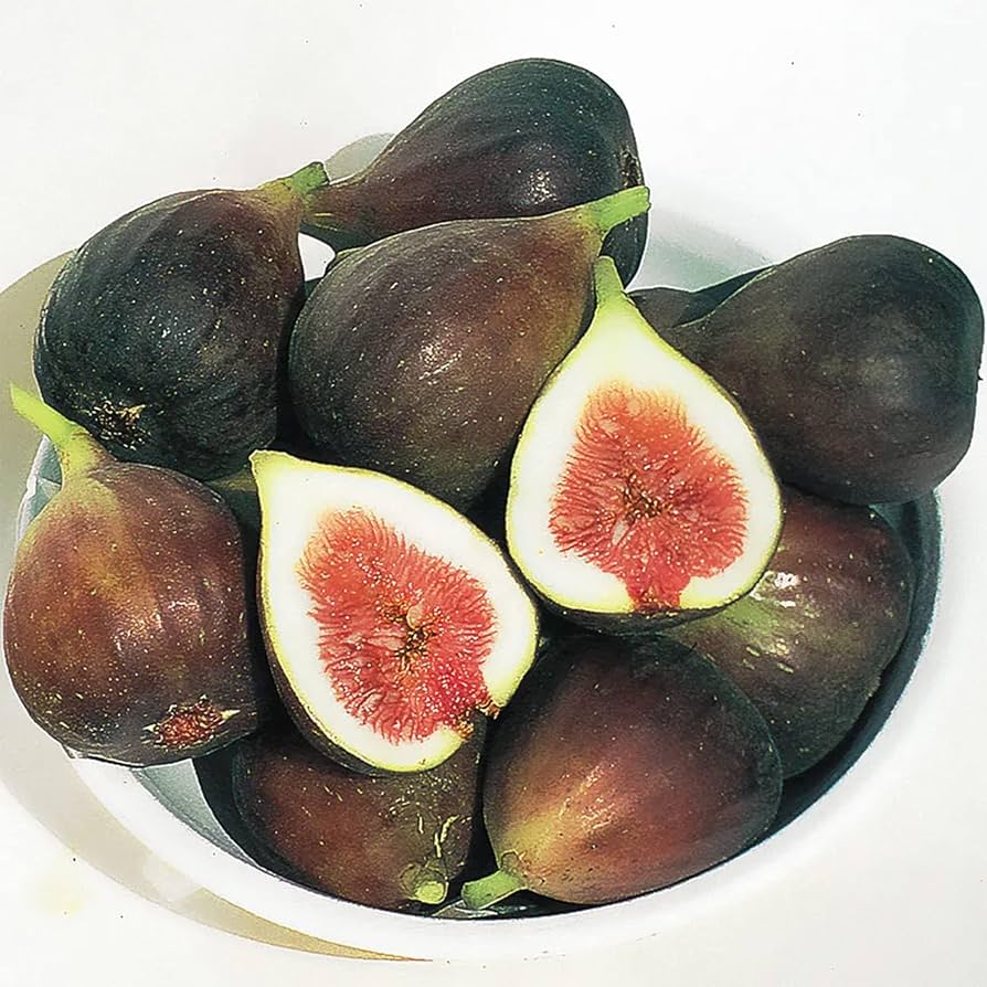 Fig tree seeds for planting large sweet fruits in garden