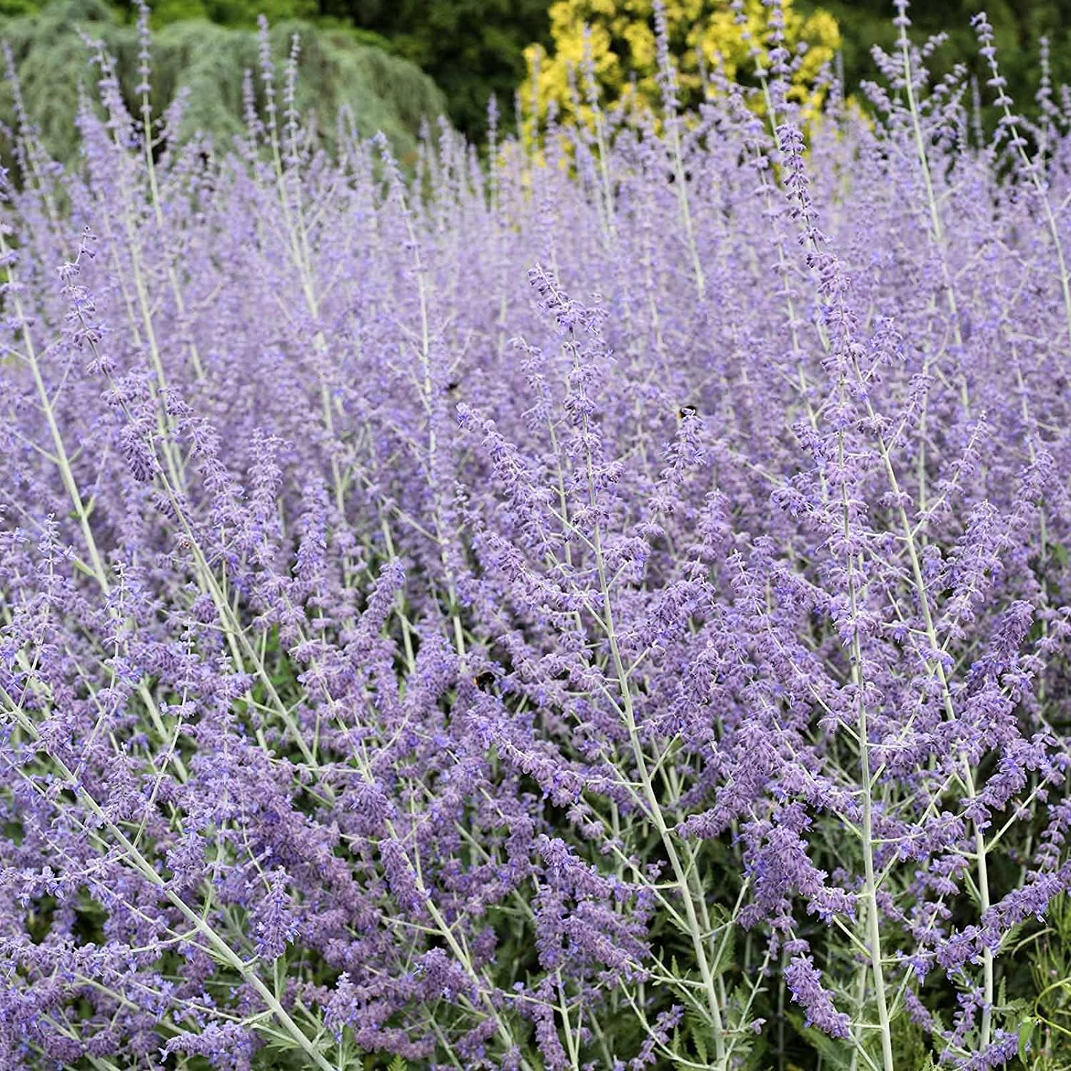 Perovskia Blue Steel Russian Sage Seeds