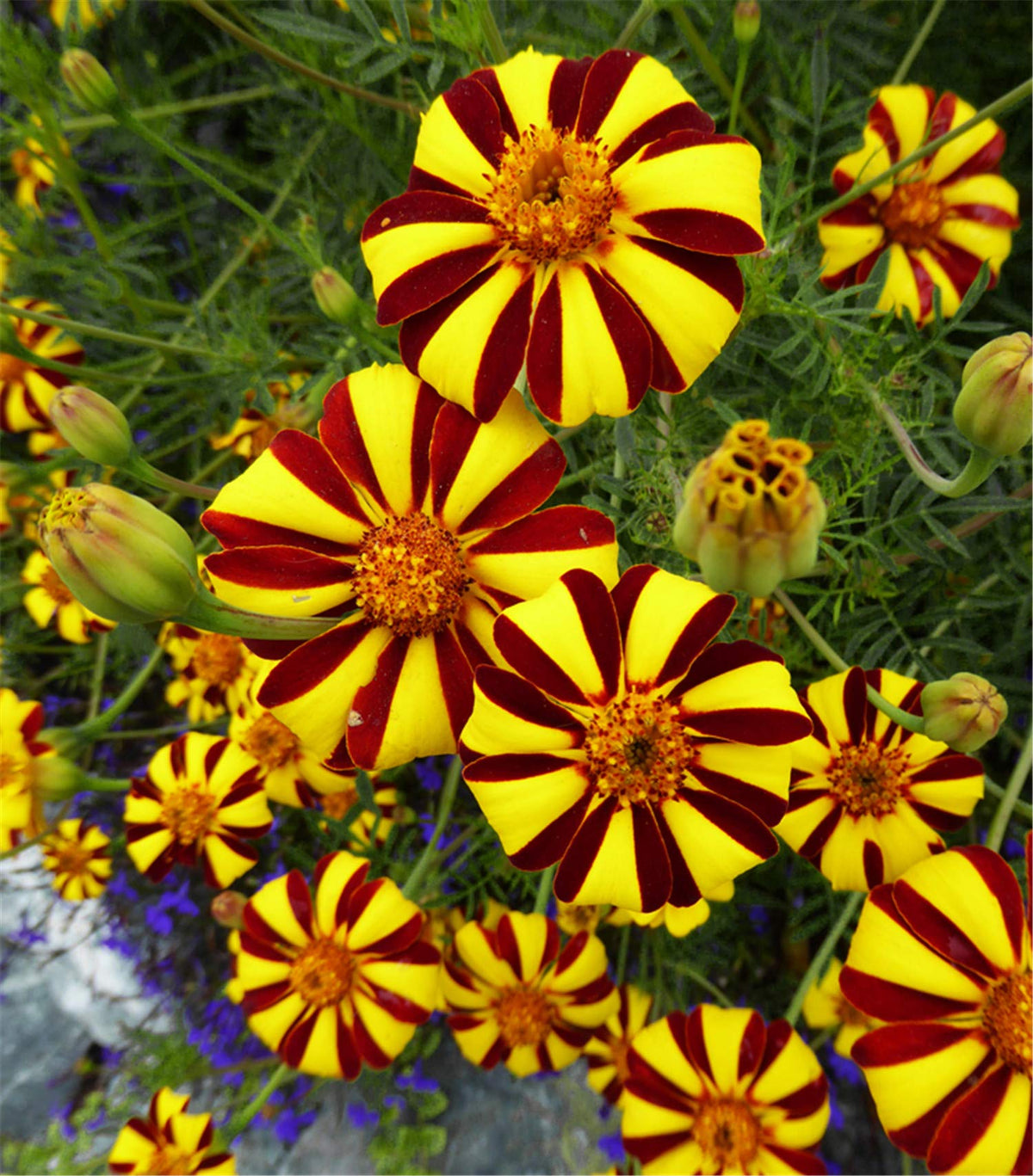 Marigold Tagetes Patula Harlequin Flower Seeds for Planting – Beautiful Colors for Home Garden and Pollinator Beds