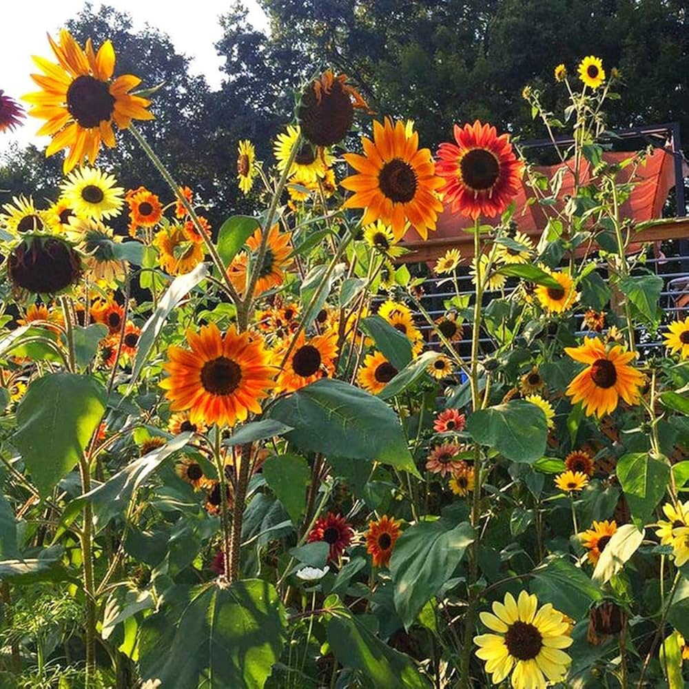 Autumn Beauty Sunflower Helianthus annuus Seeds for Planting