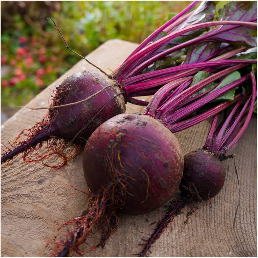 Moulin Rouge Hybrid Beet Seeds | Sweet Dark Burgundy Cylindrical Beets – Heirloom, Non-GMO, High Germination Organic Garden Seeds