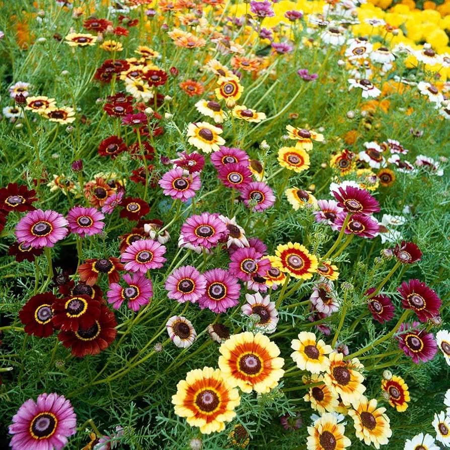 Rainbow Daisy Chrysanthemum Mixed Flowering Seeds For Planting