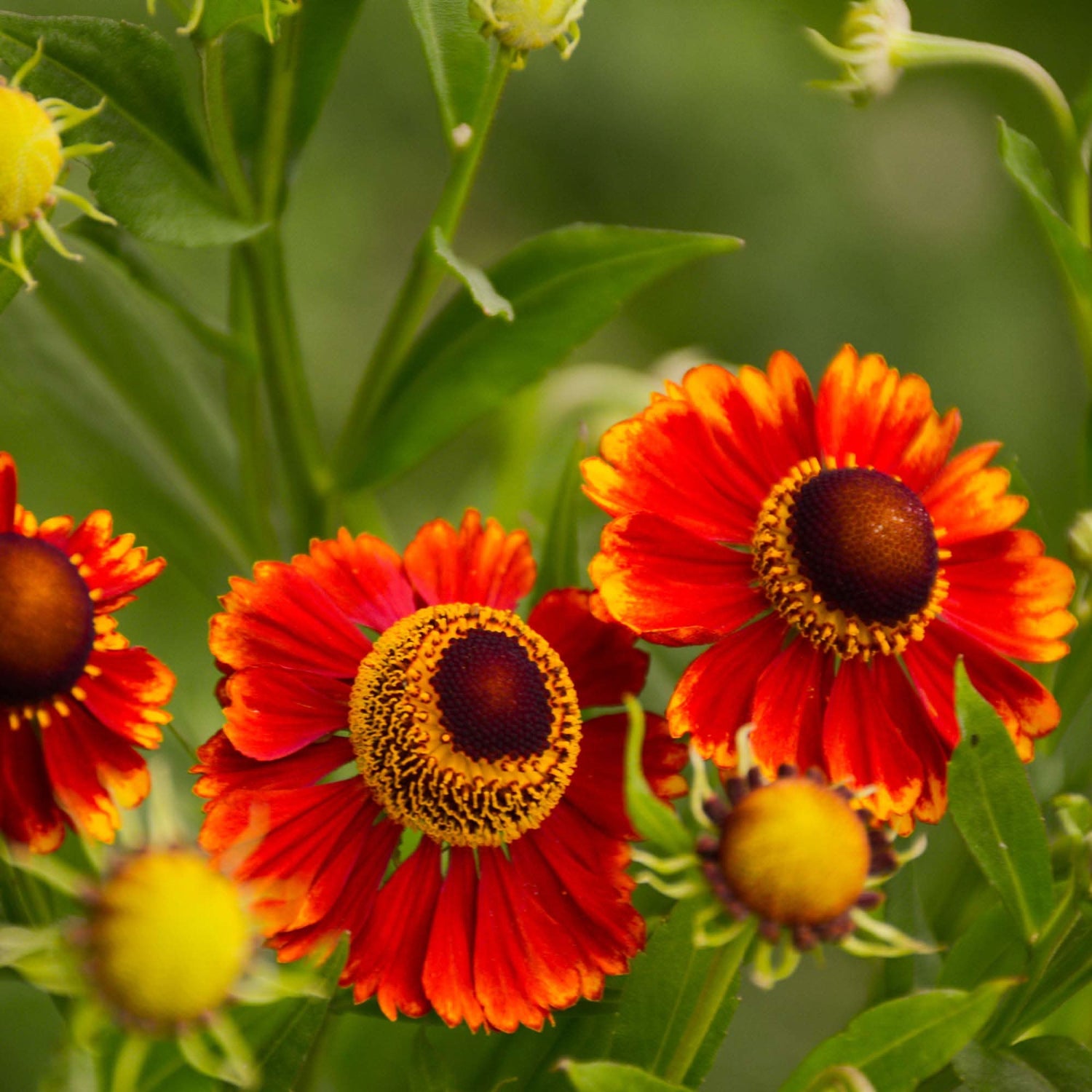 Sneezeweed Helenium autumnale flower seeds for planting in home garden and wildflower beds