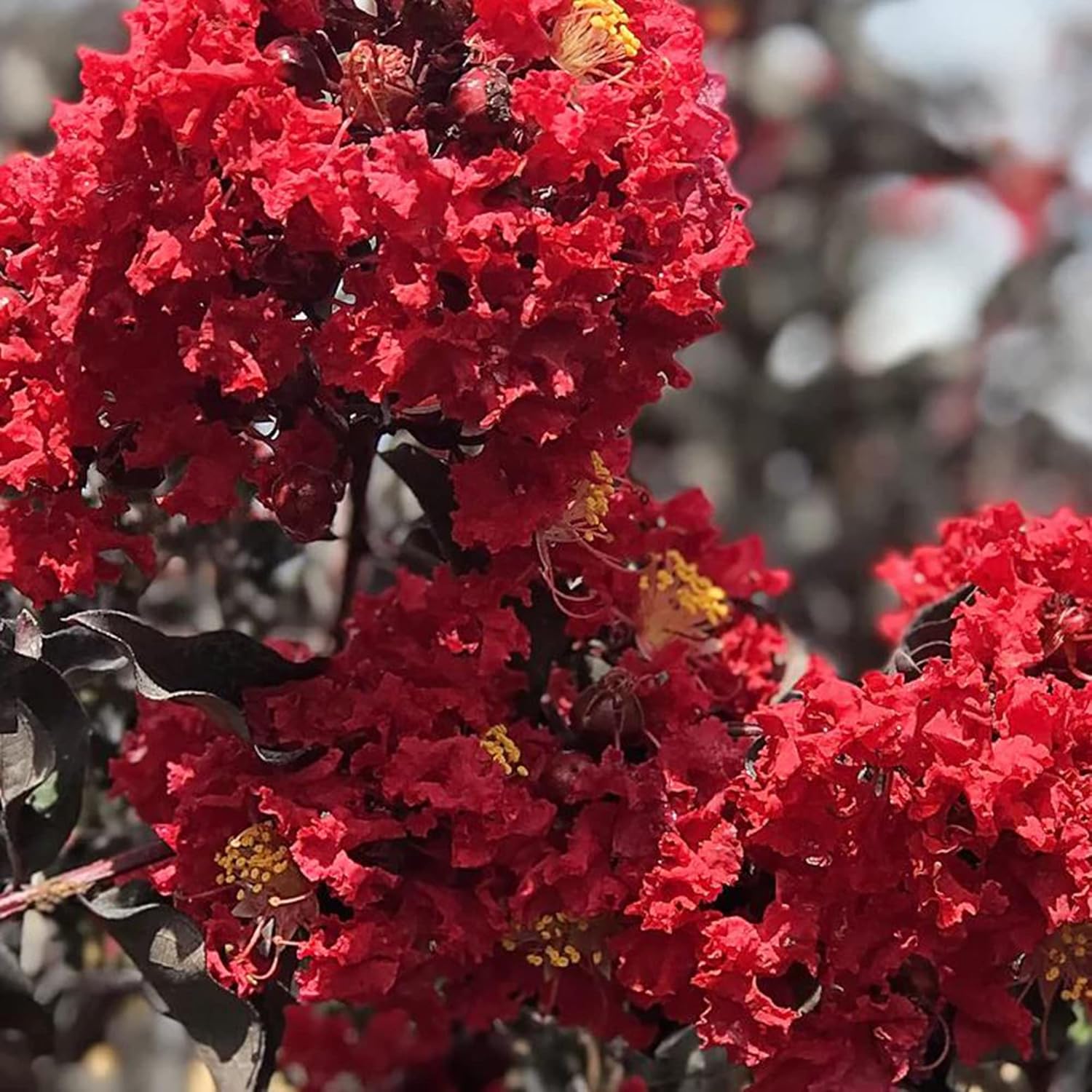 Red Crepe Myrtle Seeds