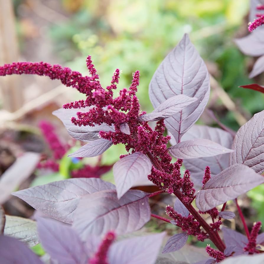 Giant Amaranth (Amaranthus cruentus) orange seeds for garden planting